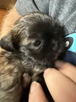 Lollipop, a female Shih Tzu for sale in Mobile, AL – 3 of 8