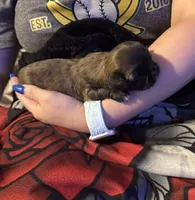 Lollipop, a female Shih Tzu for sale in Mobile, AL – 5 of 7
