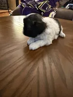 Pansy, a female Shih Tzu for sale in Mobile, AL – 2 of 8