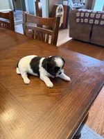 Oreo, a male Shih Tzu for sale in Mobile, AL – 8 of 8
