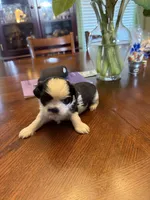 Stache, a male Shih Tzu for sale in Mobile, AL – 3 of 6