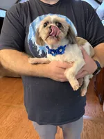 Daisy, a female Shih Tzu for sale in Mobile, AL – 10 of 10