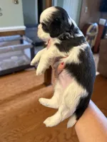 Stache, a male Shih Tzu for sale in Mobile, AL – 4 of 6