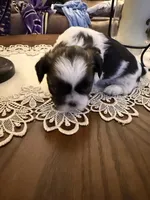 Boss, a male Shih Tzu for sale in Mobile, AL – 7 of 7