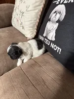 Leha, a female Shih Tzu for sale in Mobile, AL – 5 of 6