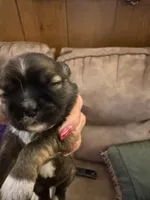 Patriot, a male Shih Tzu for sale in Mobile, AL – 6 of 10
