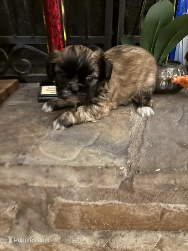 Valor – Shih Tzu puppy for sale in Mobile, AL
