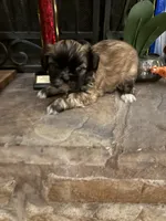 Valor, a male Shih Tzu for sale in Mobile, AL – 7 of 8