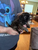 Lollipop, a female Shih Tzu for sale in Mobile, AL – 2 of 8