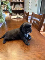 Bear, a male Shih Tzu for sale in Mobile, AL – 4 of 5