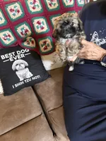 Honor, a male Shih Tzu for sale in Mobile, AL – 2 of 9