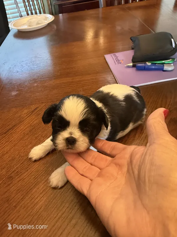Oreo – Shih Tzu puppy for sale in Mobile, AL
