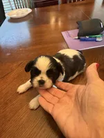 Oreo, a male Shih Tzu for sale in Mobile, AL – 1 of 8