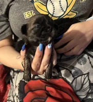 Lollipop, a female Shih Tzu for sale in Mobile, AL – 6 of 7