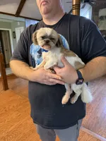 Daisy, a female Shih Tzu for sale in Mobile, AL – 6 of 10