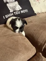 Leha, a female Shih Tzu for sale in Mobile, AL – 3 of 6