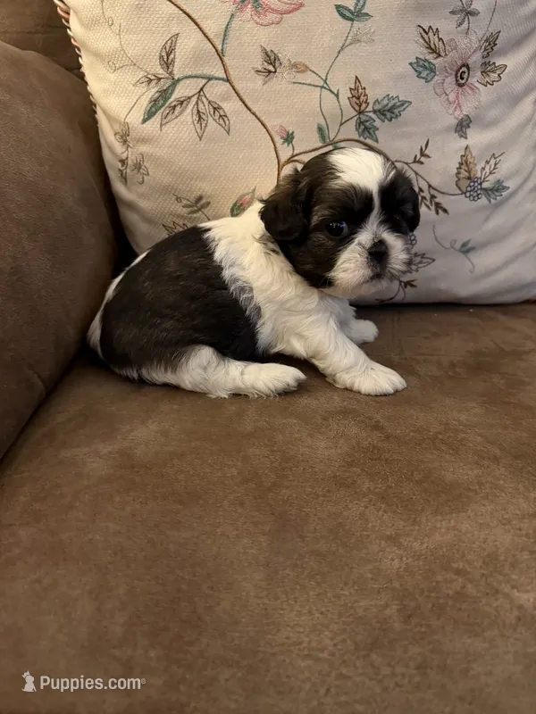 Pansy – Shih Tzu puppy for sale in Mobile, AL