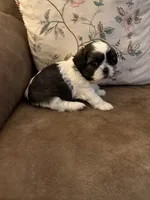 Pansy, a female Shih Tzu for sale in Mobile, AL – 1 of 8