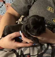 Knight, a male Shih Tzu for sale in Mobile, AL – 2 of 4