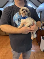 Daisy, a female Shih Tzu for sale in Mobile, AL – 5 of 10