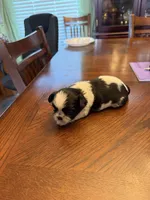 Oreo, a male Shih Tzu for sale in Mobile, AL – 4 of 8