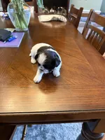 Oreo, a male Shih Tzu for sale in Mobile, AL – 2 of 8