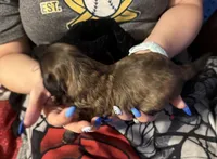 Lollipop, a female Shih Tzu for sale in Mobile, AL – 3 of 7