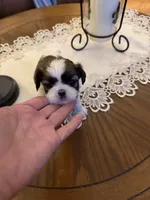 Mayor, a male Shih Tzu for sale in Mobile, AL – 4 of 7