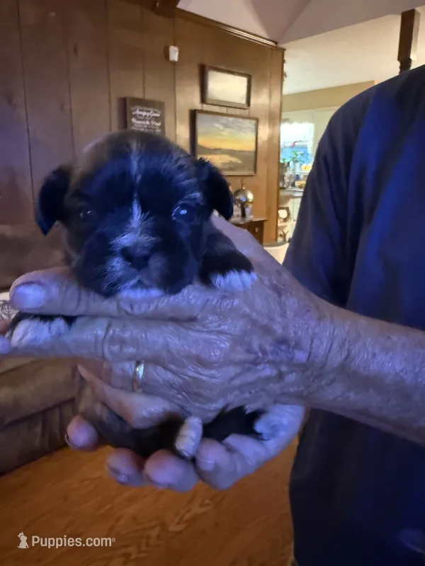 Valor – Shih Tzu puppy for sale in Mobile, AL