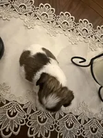 Mayor, a male Shih Tzu for sale in Mobile, AL – 7 of 7