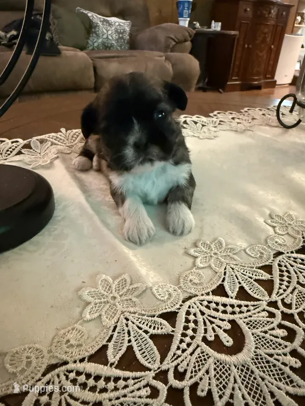 Patriot – Shih Tzu puppy for sale in Mobile, AL