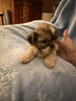 Moses, a male Shih Tzu for sale in Mobile, AL – Photo 4 of 9