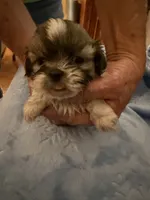 Moses, a male Shih Tzu for sale in Mobile, AL – Photo 6 of 9