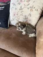 Moses, a male Shih Tzu for sale in Mobile, AL – Photo 9 of 9