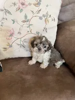 Moses, a male Shih Tzu for sale in Mobile, AL – Photo 1 of 9