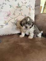 Moses, a male Shih Tzu for sale in Mobile, AL – Photo 8 of 9