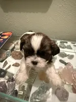 Moochie, a male Shih Tzu for sale in Mobile, AL – 5 of 6