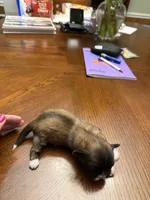 Honor, a male Shih Tzu for sale in Mobile, AL – 2 of 7