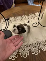Mayor, a male Shih Tzu for sale in Mobile, AL – 3 of 7