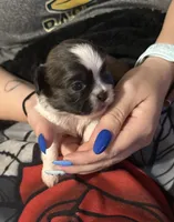 Molly, a female Shih Tzu for sale in Mobile, AL – 2 of 7