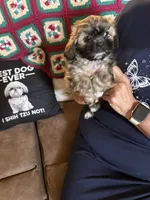 Honor, a male Shih Tzu for sale in Mobile, AL – 9 of 9