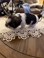 Boss, a male Shih Tzu for sale in Mobile, AL – 3 of 7