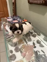 Moochie, a male Shih Tzu for sale in Mobile, AL – 6 of 6