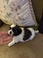 Pansy, a female Shih Tzu for sale in Mobile, AL – 6 of 8