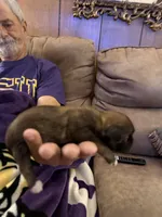 Patriot, a male Shih Tzu for sale in Mobile, AL – 2 of 10