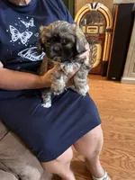 Honor, a male Shih Tzu for sale in Mobile, AL – 5 of 9