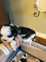 Stache, a male Shih Tzu for sale in Mobile, AL – 6 of 6