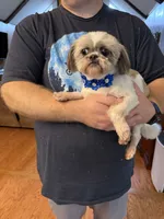 Daisy, a female Shih Tzu for sale in Mobile, AL – 3 of 10