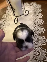 Boss, a male Shih Tzu for sale in Mobile, AL – 5 of 7