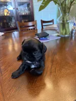 Bear, a male Shih Tzu for sale in Mobile, AL – 2 of 5